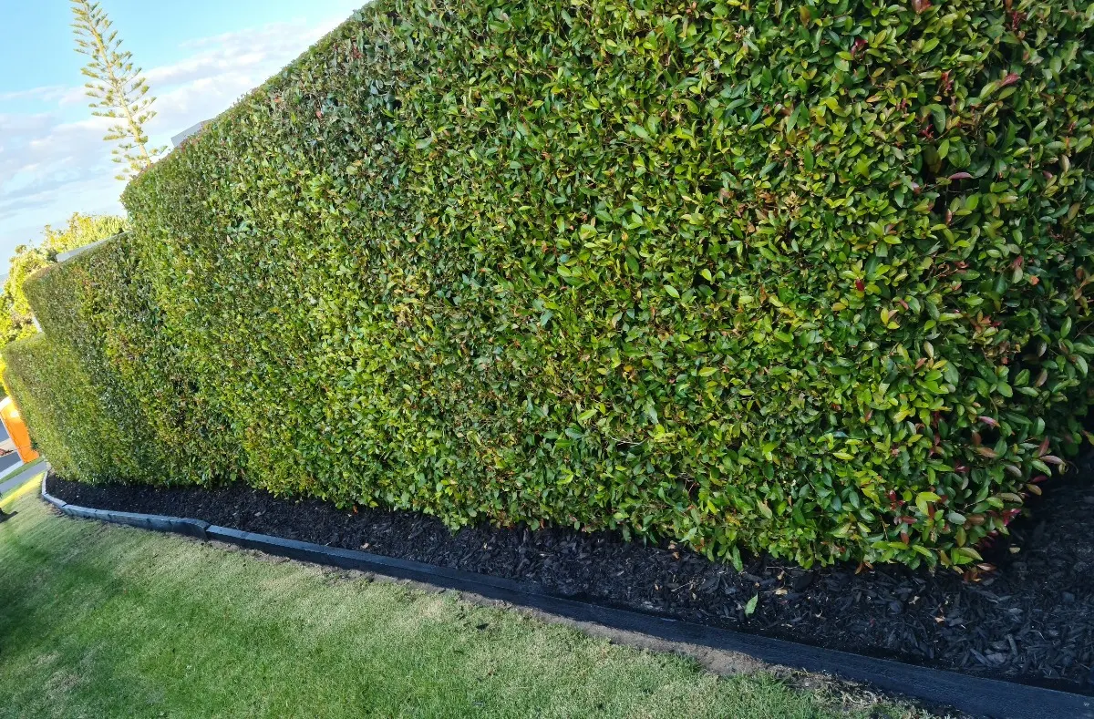 Hedge, edging and bark showcase